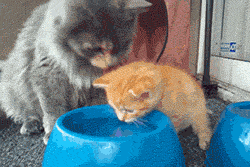 funny-gif-cat-learning-drink