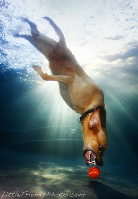Underwate_dogs_22