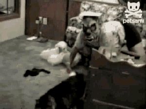 Ужас для кота