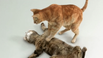 gifs_08