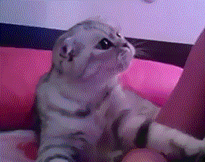 кот