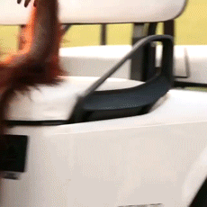 gifs_22