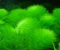 аквариумные растения