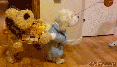 dogs
