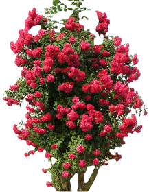 вьющаяся роза 2