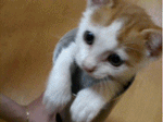 gifki_05551