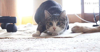 котэ