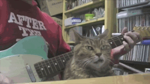 -котэ-живность-гитара-1247947