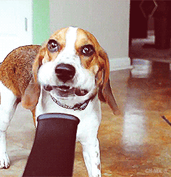 Leaf Blower Dog