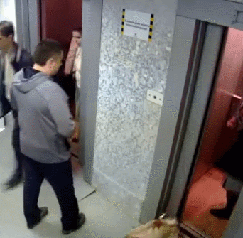 Собаку чуть не задушил лифт. Пермь