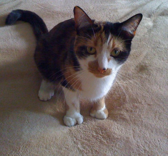 коте