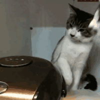 котэ