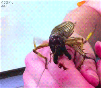 111bug