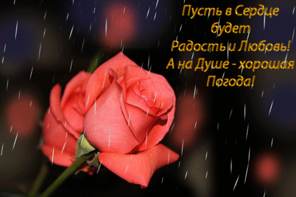 -роза-и-дождь