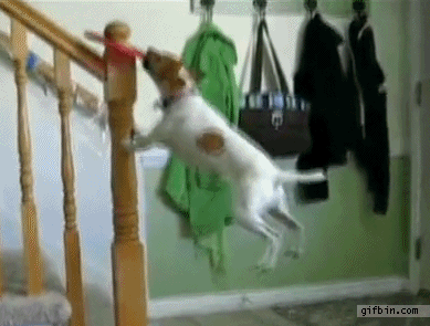 gifs_240