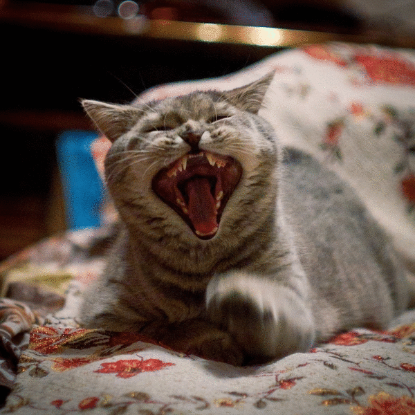 gifs_09
