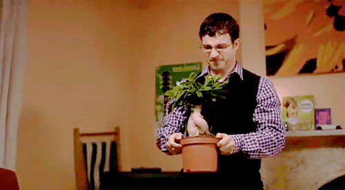 willinbetweenersbonzaitree