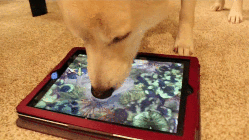 1403757422_1403110751_1389955763_1389674416_gifs_16