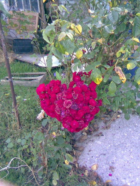 сердце