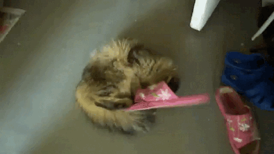 anigif_enhancedbuzz22908140493058417