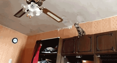 anigif_enhanced-buzz-26539-1404930125-30
