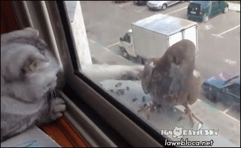 -котэ-живность-голубь-1389892