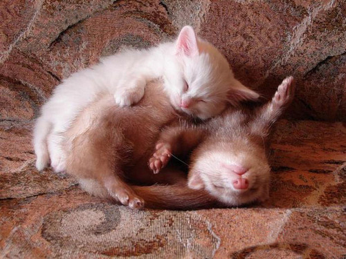 sleeping-ferret