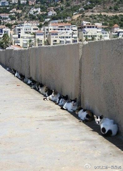 Коты тень