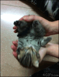 gif-картинки-котэ-гимнастика-гибкость-милота-1087606