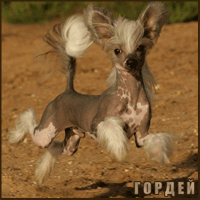 Гордей