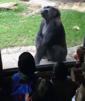 FriendsAtZoo17