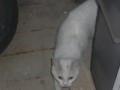 3678826
