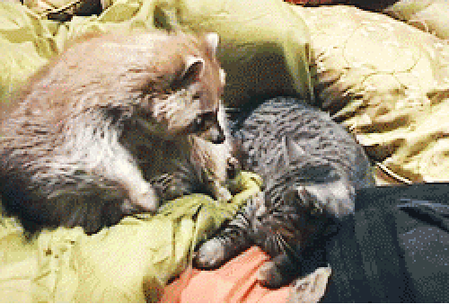 raccoon hugs cat(Banjo and Buddy)