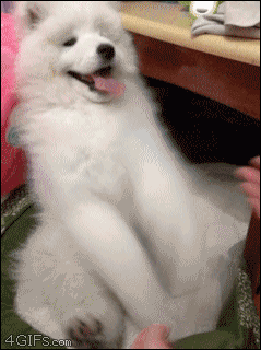 cute-animals-pictures-dog-playing-human-paws-animated-gif