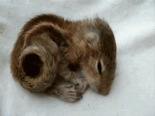 hornoxe.com_gifdump10_9