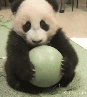 panda-cub-playing-with-ball-animated-gif-cute-animal-pictures