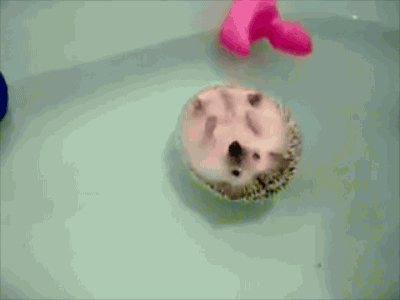 cute-animals-pictures-hedgehog-floating-water-animated-gif