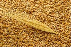 Казахстан планирует увеличить экспорт зерна в Россию в связи с санкциями