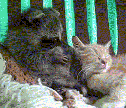 raccoon-cat-best-friends-licking-biting-1370905396t