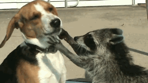 105086357_3518263_p9