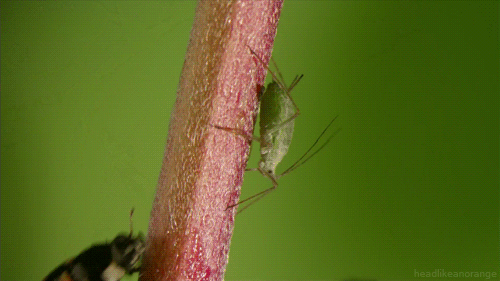 1344966067_krasivye-gifki-6