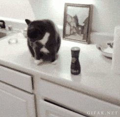 cat-knockdown_zps921d2c41