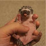 YawningHedgehog