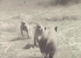 gifs_06