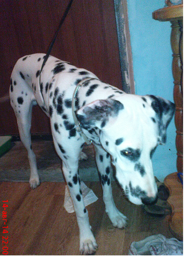 Пес