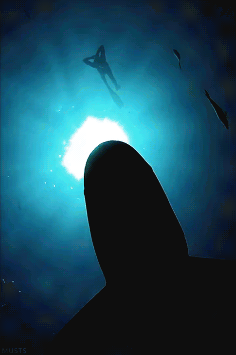 shark