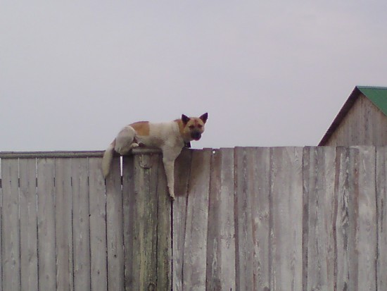 Котэ?