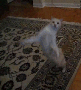 coub-Nonono-котэ-живность-1049205