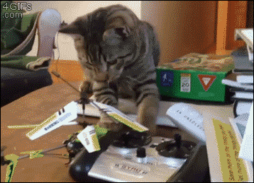 cat_14020449960