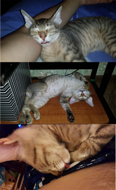 кот